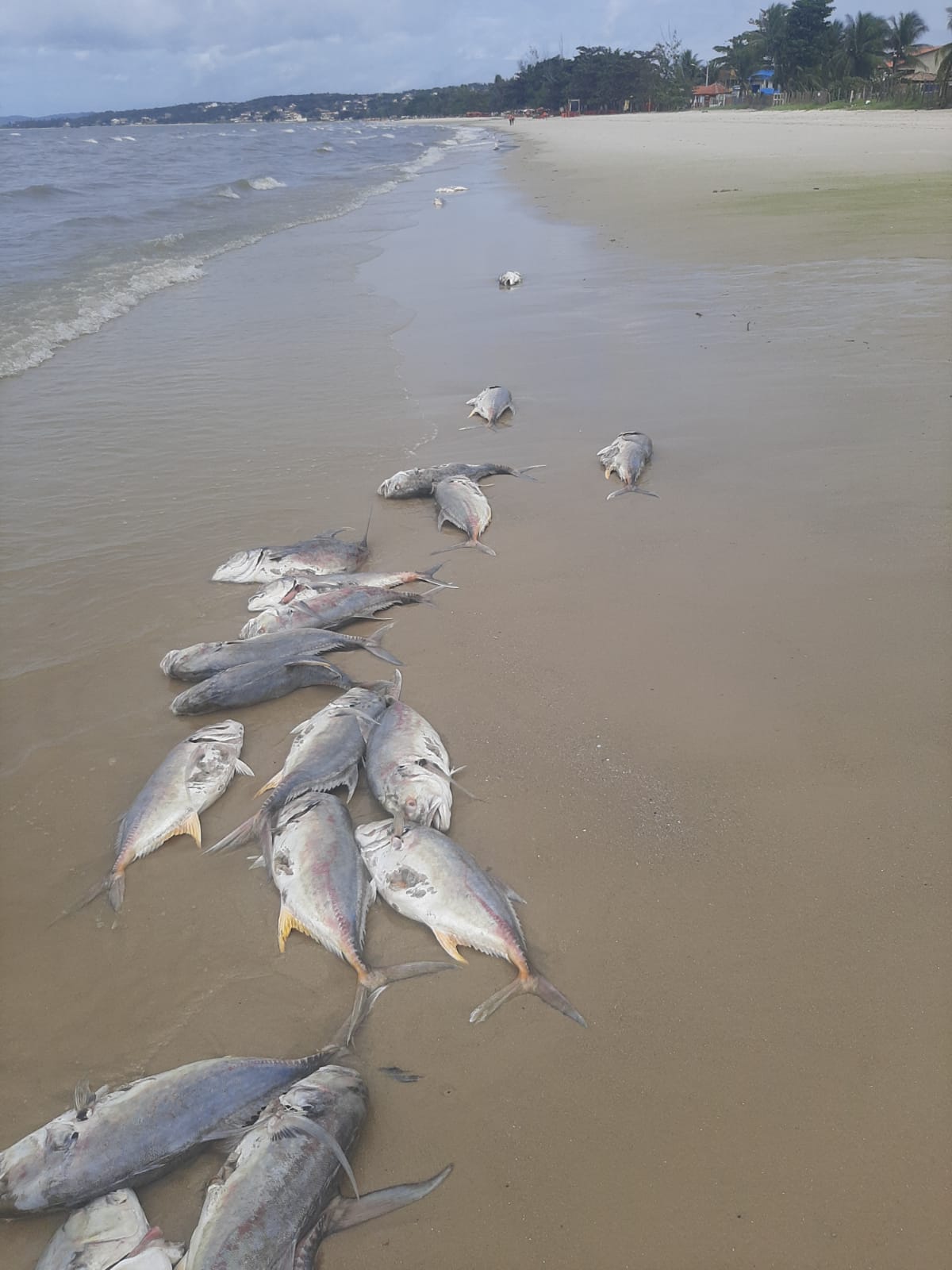 SAUBARA/BA: Dezenas de peixes aparecem mortos na praia de Cabuçu