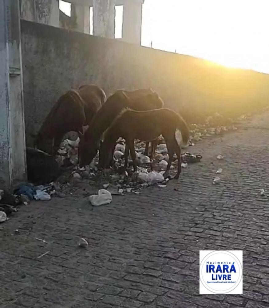 Foto: Divulgação/Irará Livre