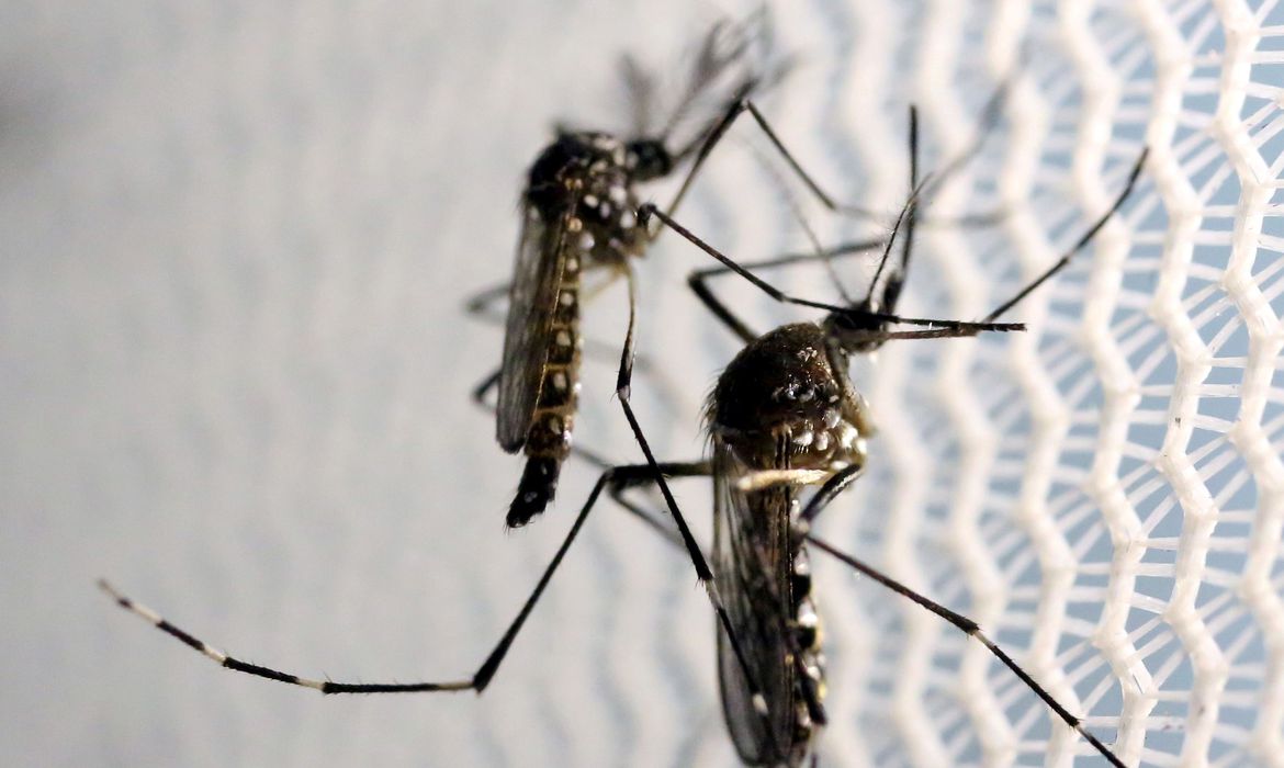 Mosquitos de Aedes aegypti são vistos no laboratório da Oxitec em Campinas Foto: Reuters/Paulo Whitaker
