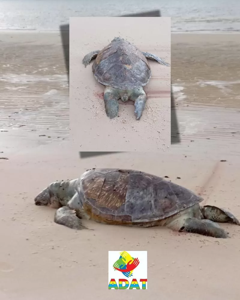 Foto: Ronaldo Campos